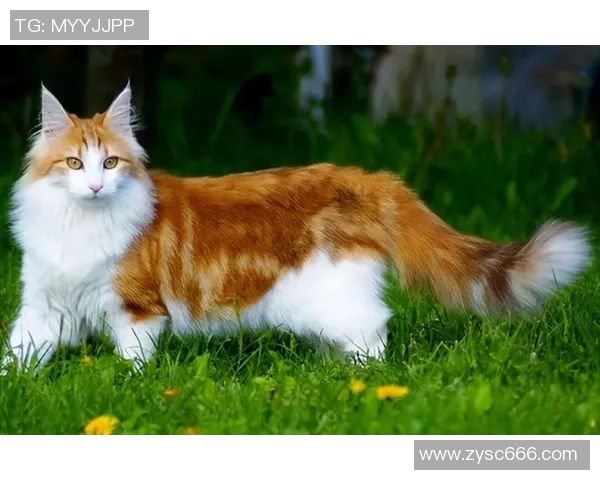 美国足球女星的魅力与成就揭示了她们在体育界的独特地位与影响力